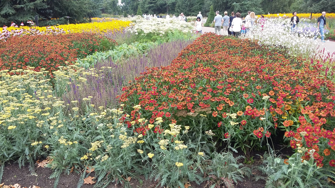 Late summer flowers