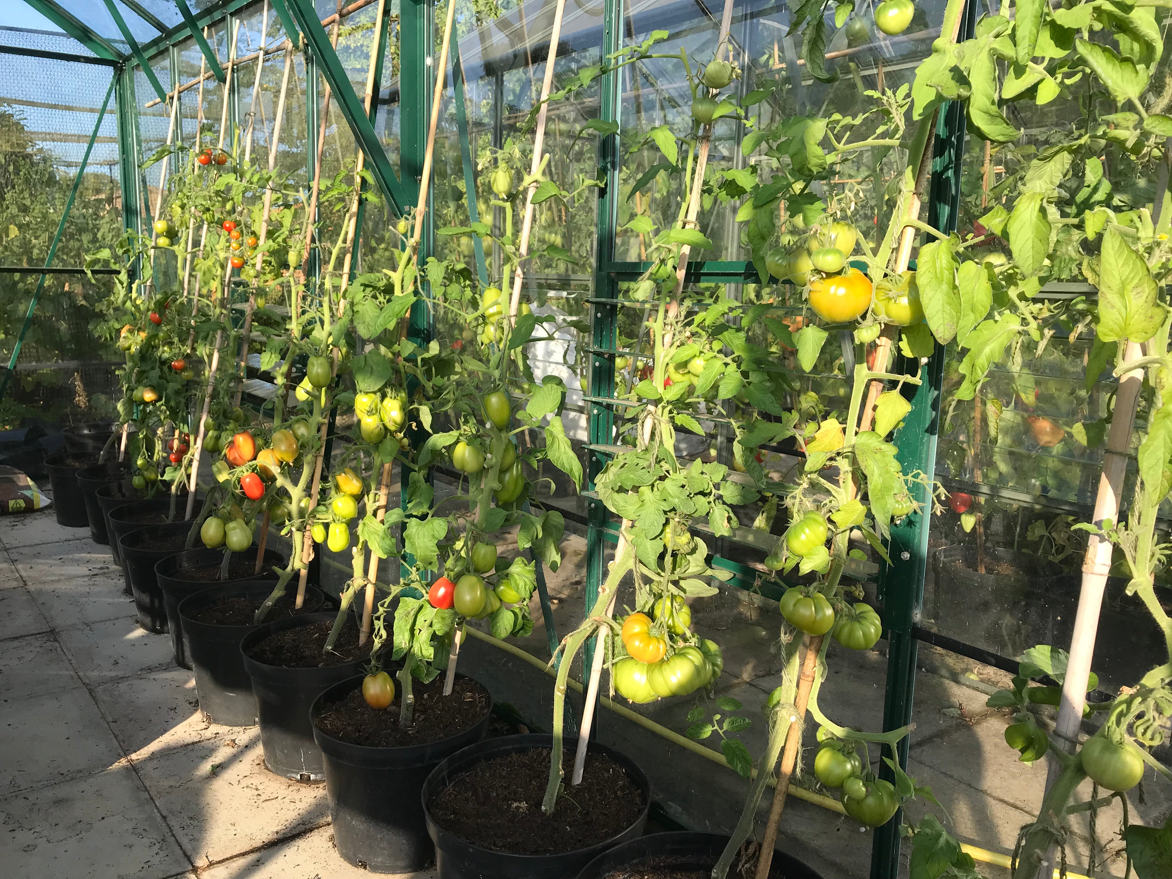 Growing tomatoes