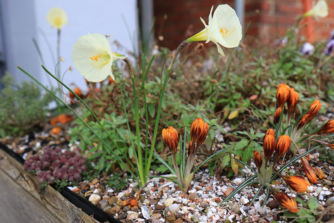 Winter bulbs at eye level