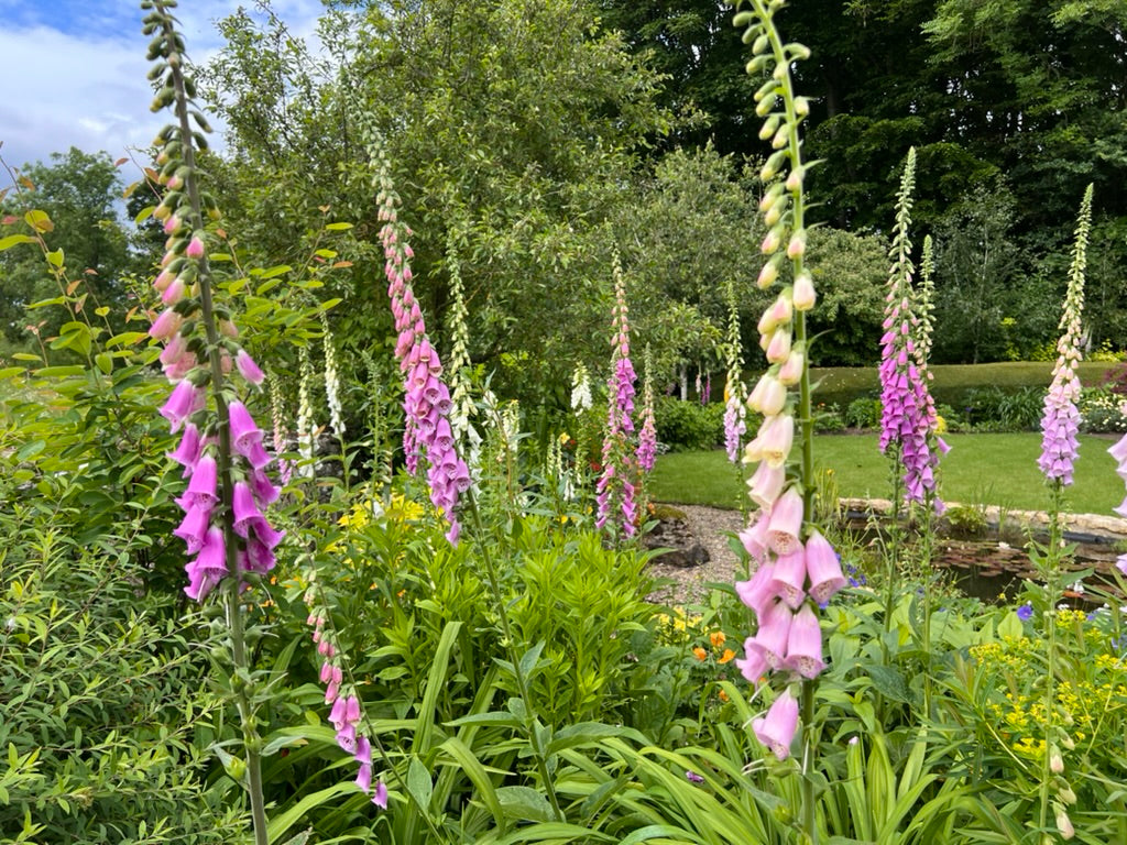 Plant folklore - foxglove