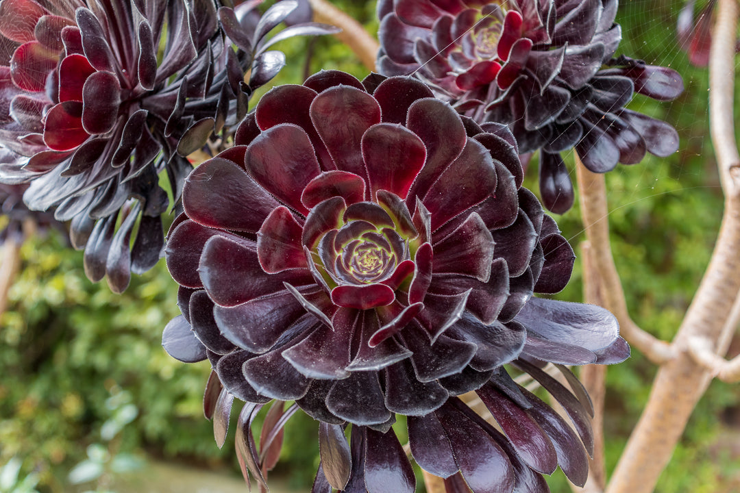 Black in the Garden - Aeonium 'Zwartop'