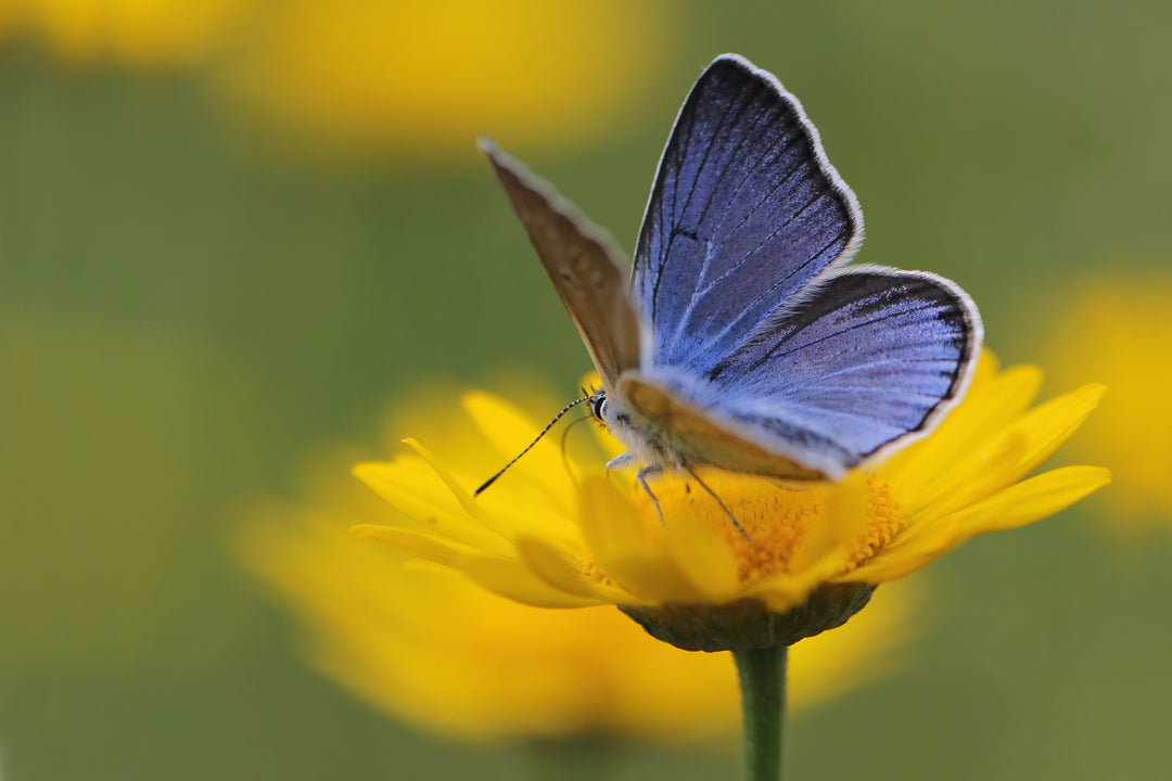 Body, soul and gardening - All in the detail