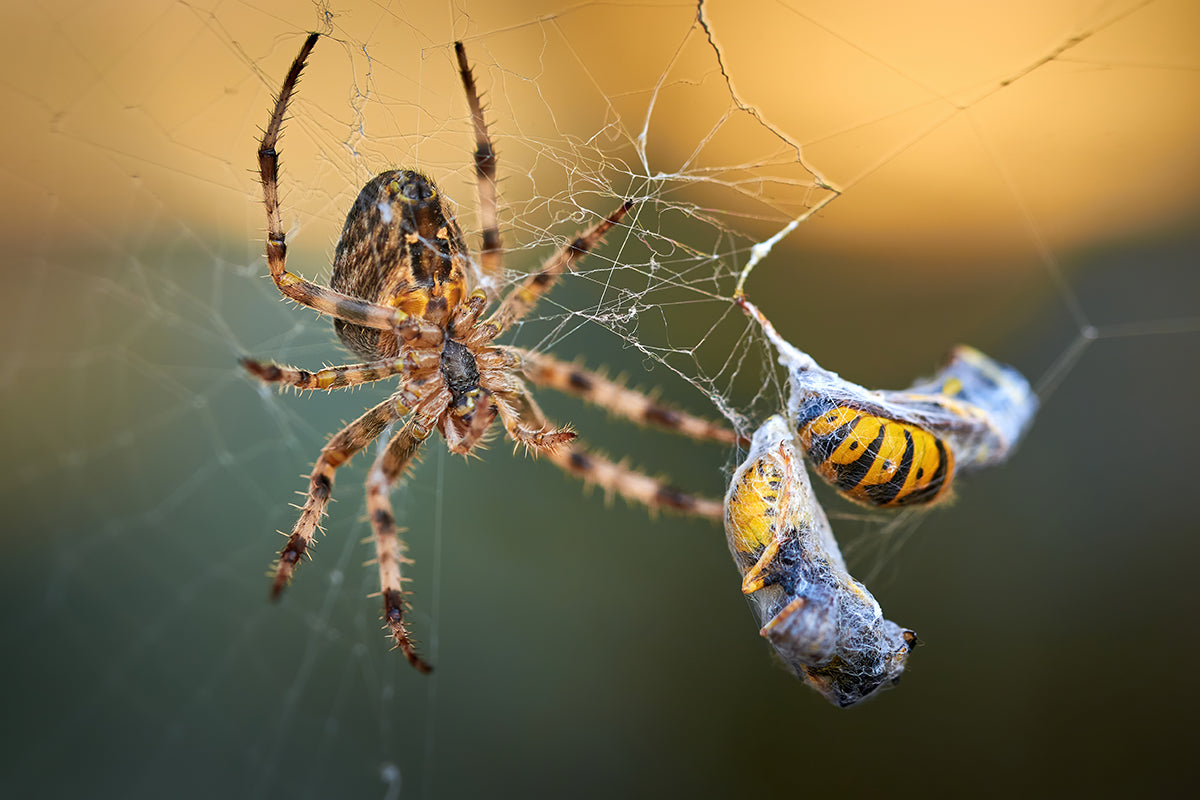 Wildlife in the garden - spiders