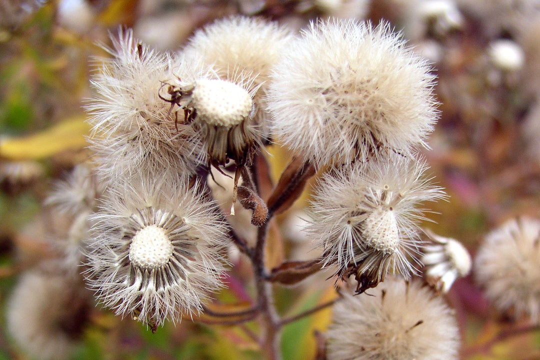 Gardening tip - saving seed