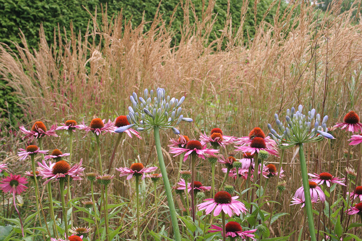 Ornamental grasses