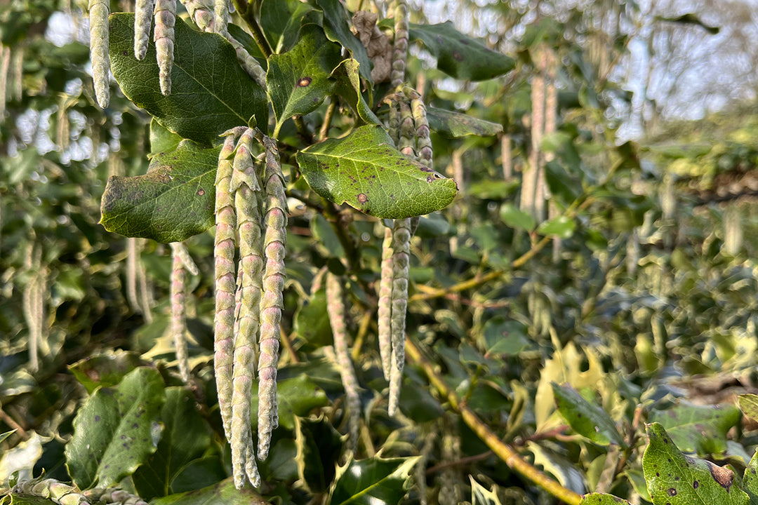 Back-seat botanising