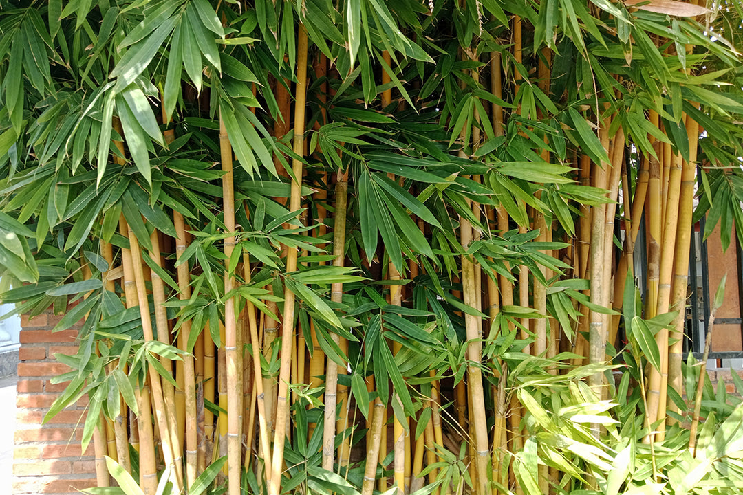 The plants around us - bamboo