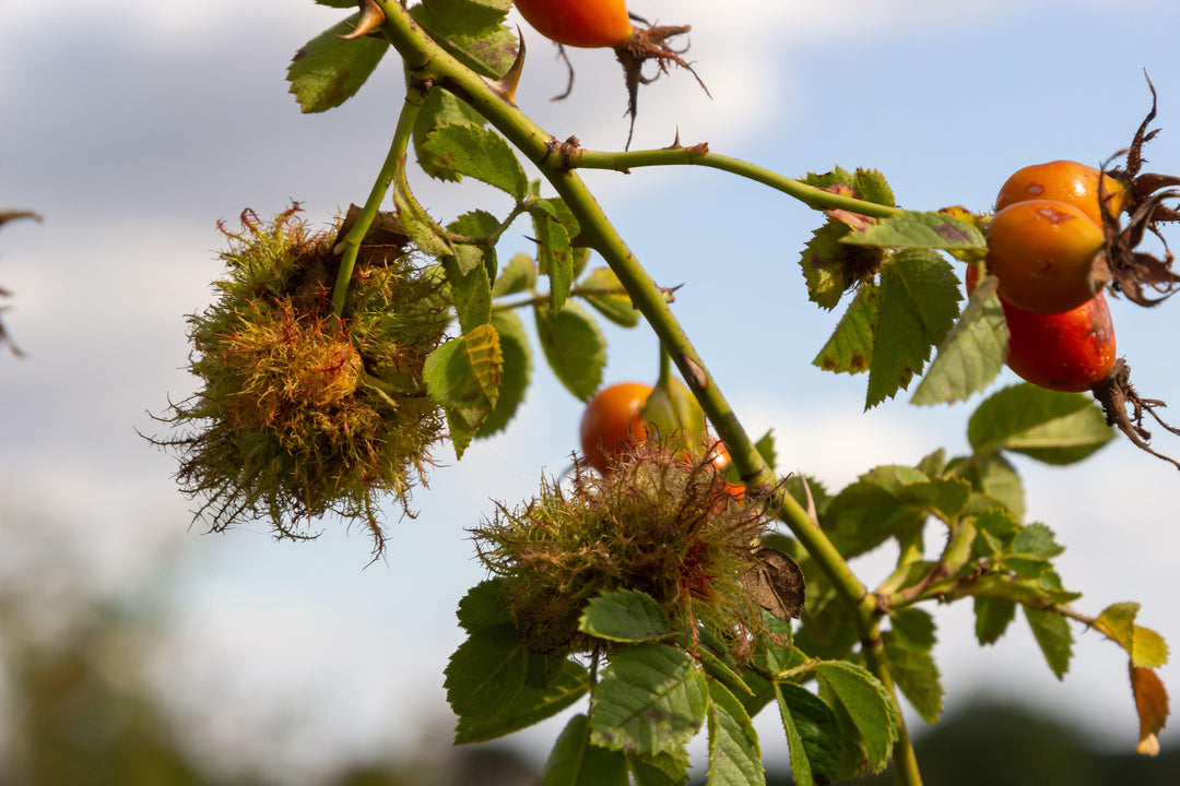 Plant folklore - Robin's pincushions