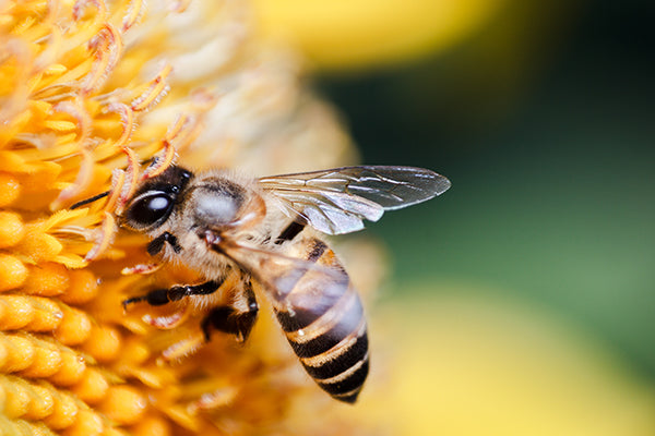 How to create a bee-friendly garden