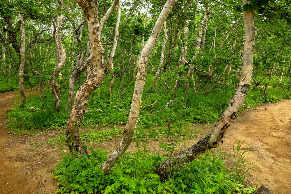 Exceptional trees - birch