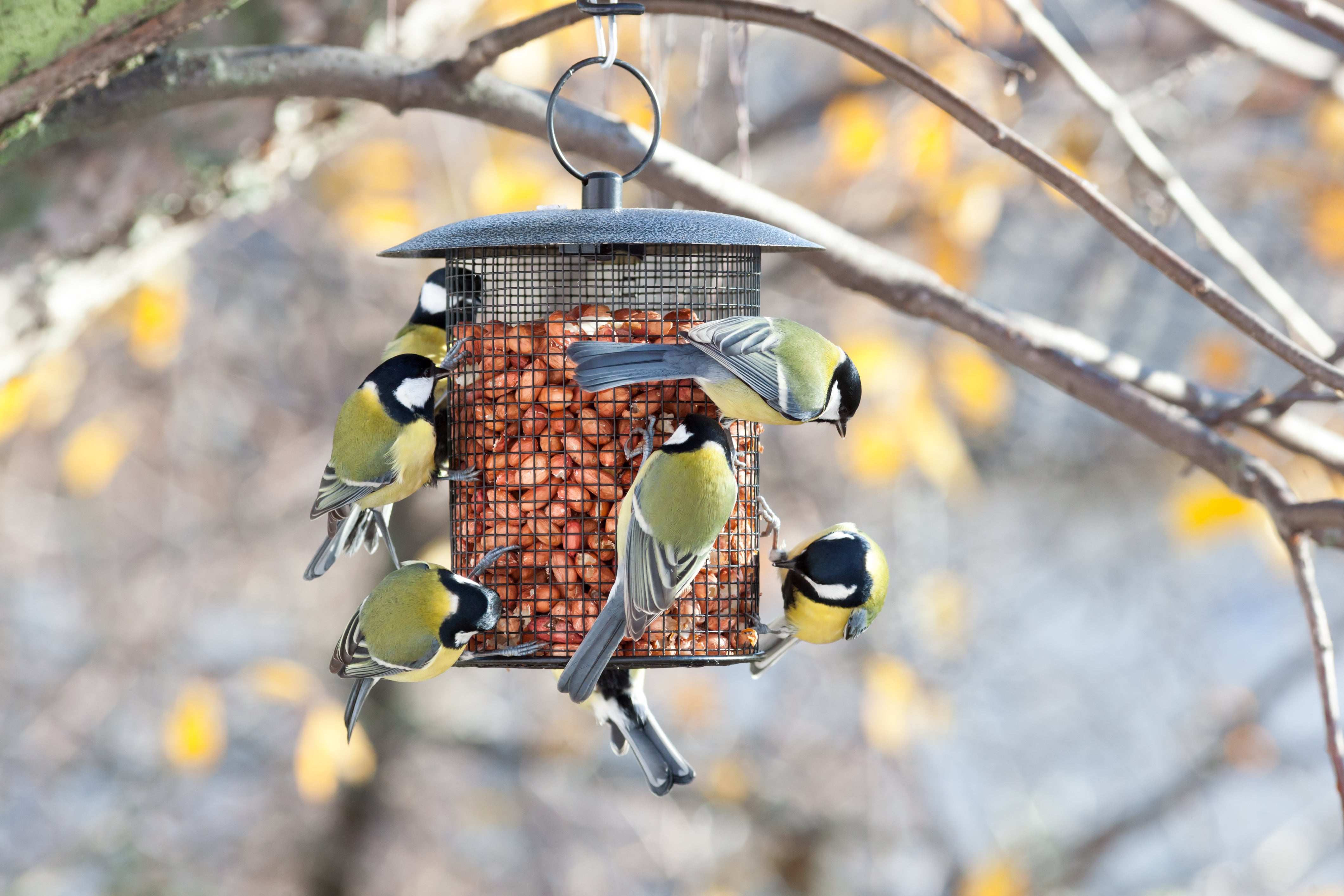 Technology in the garden - bird feeders