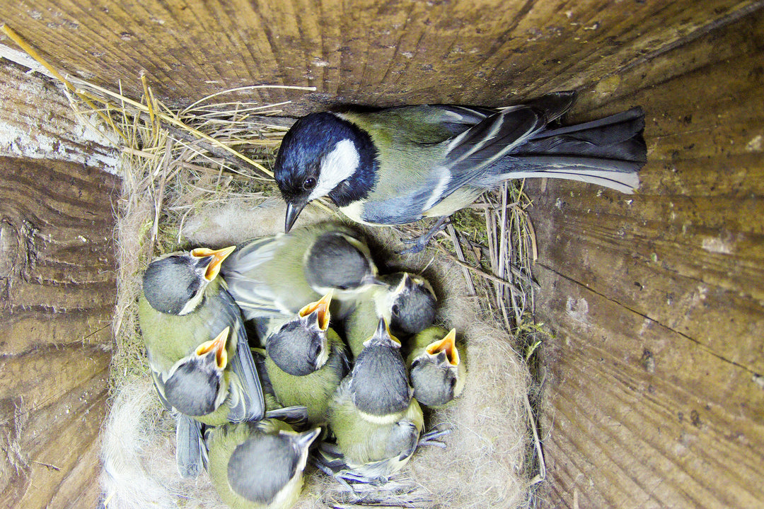 Technology in the garden - nesting box cameras