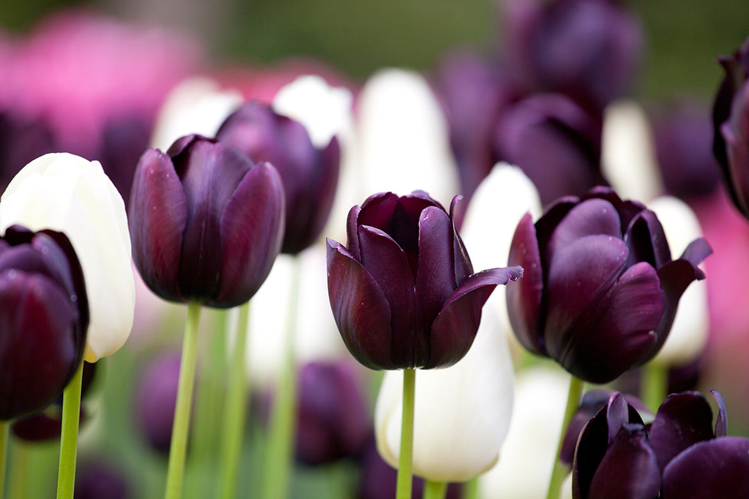 The Best Black Bulbs