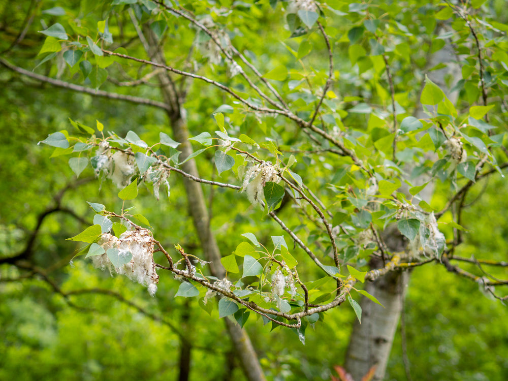 Plant folklore - black poplar