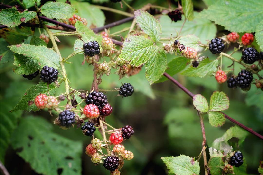 Plant folklore - blackberries