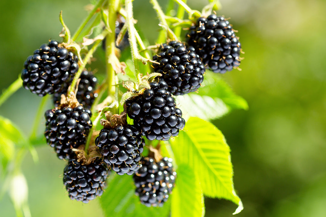 Body, Soul and Gardening - Black Fruit and Berries for Super Health