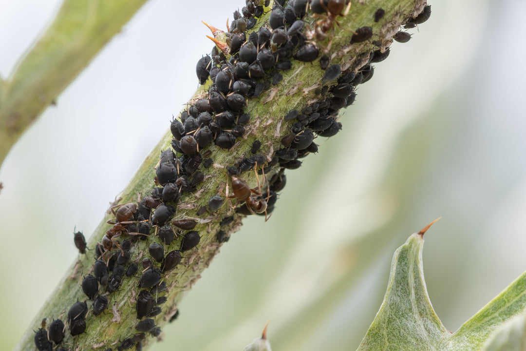 Black in the Garden - Blackfly