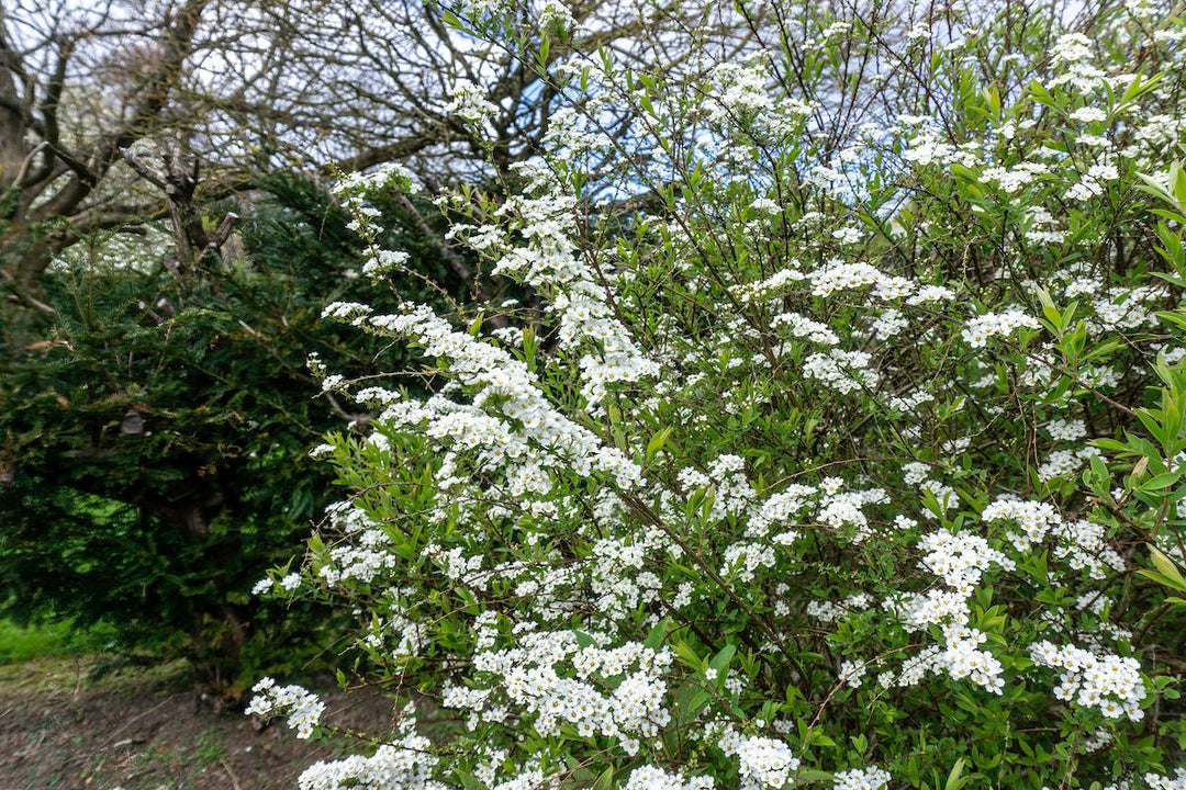 Plant folklore - blackthorn