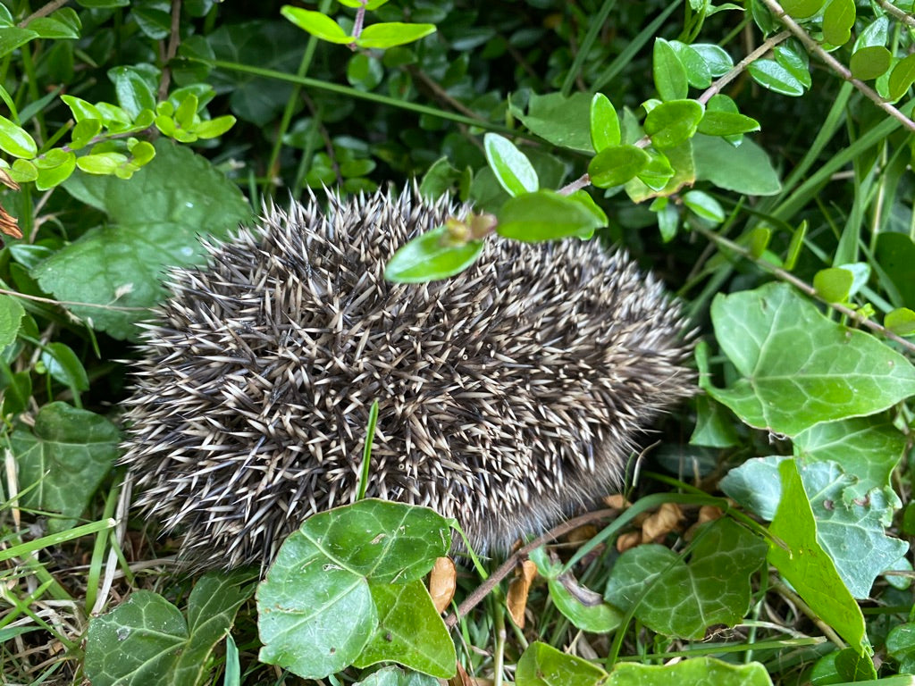 Body, soul and gardening - encouraging wildlife