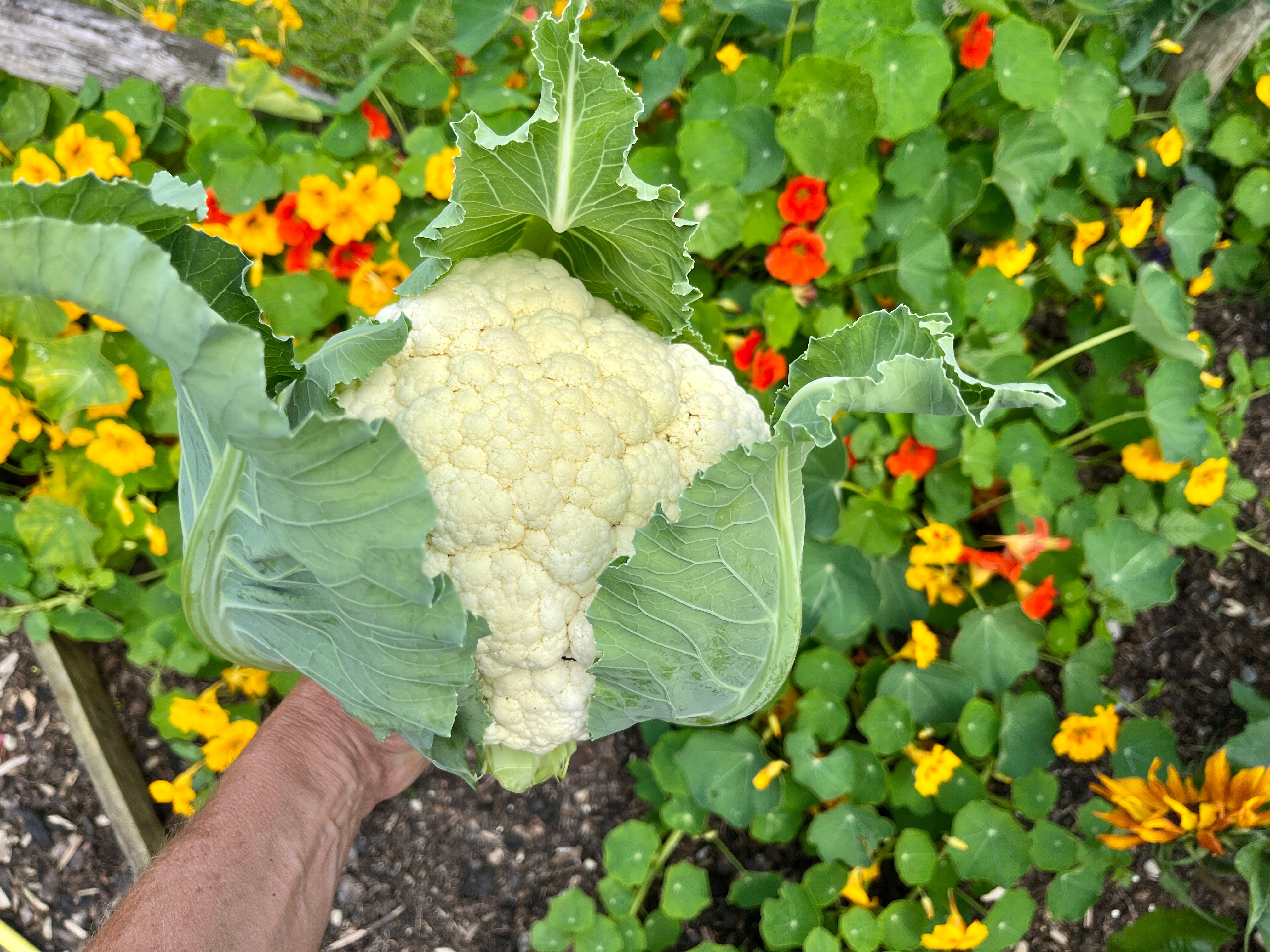 Cauli Accolade