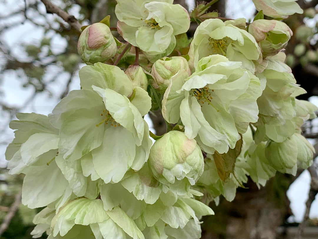 Cherry Blossom