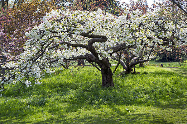 Cherry blossom