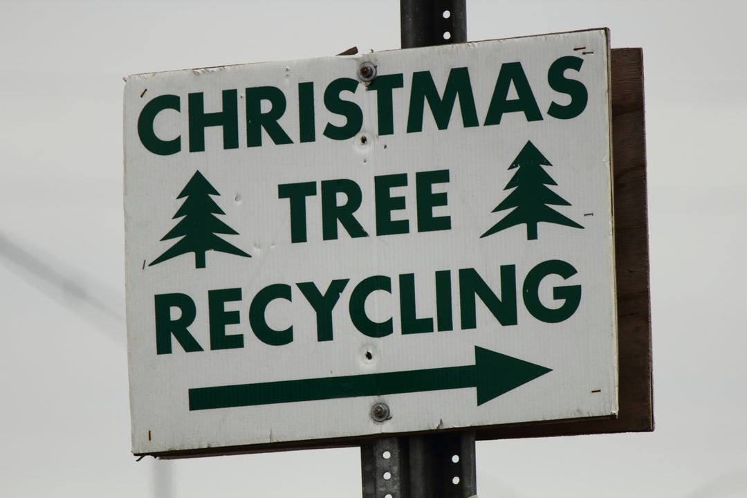 Christmas tree recycling: Why not lease your tree instead?