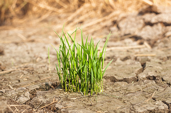 Gardening and climate change