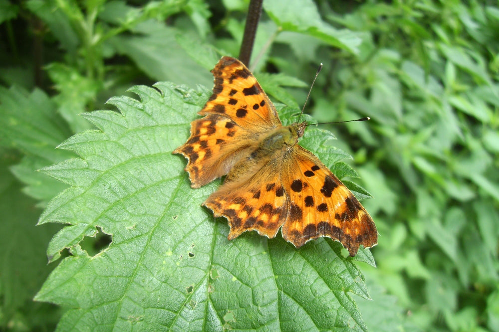 Wildlife in the garden - the Comma butterfly