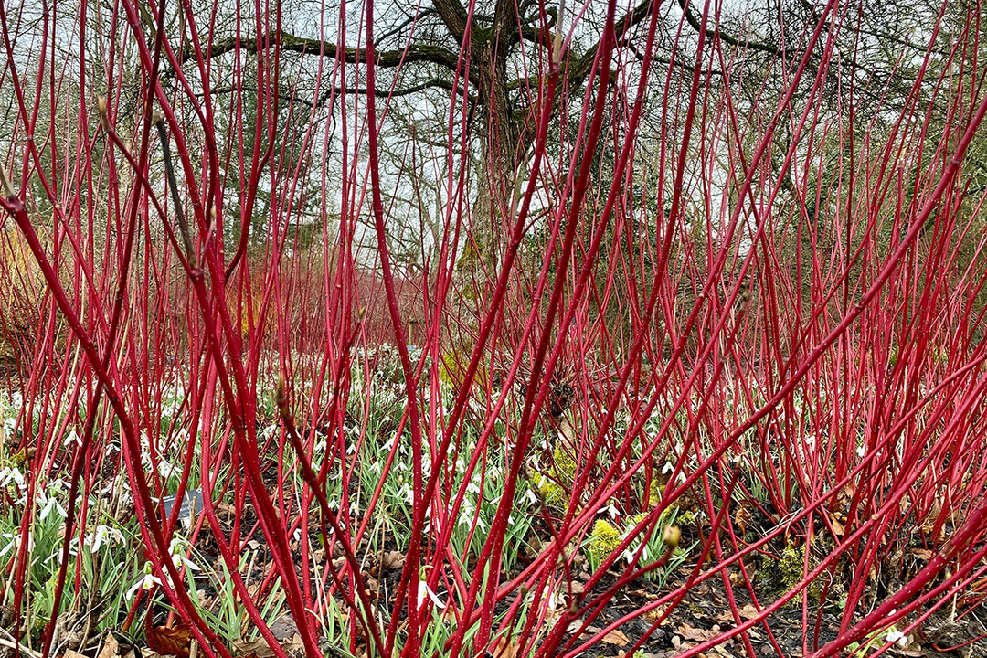 How to... prune dogwood