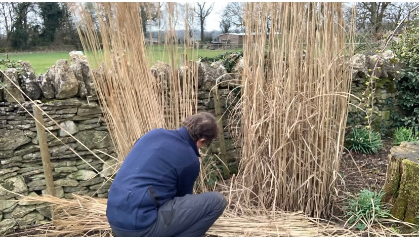 Cutting back grasses