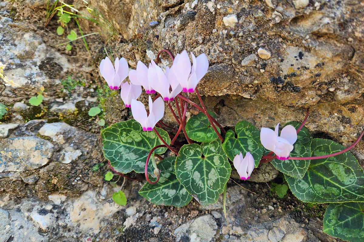 Plant profile - cyclamen