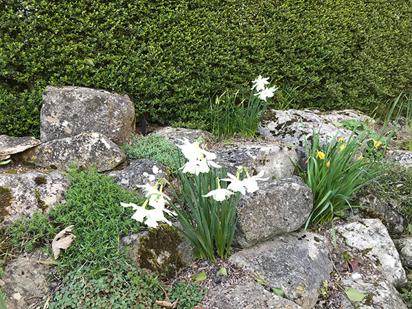 Flowers out of season: Daffodils in December, Magnolia in January