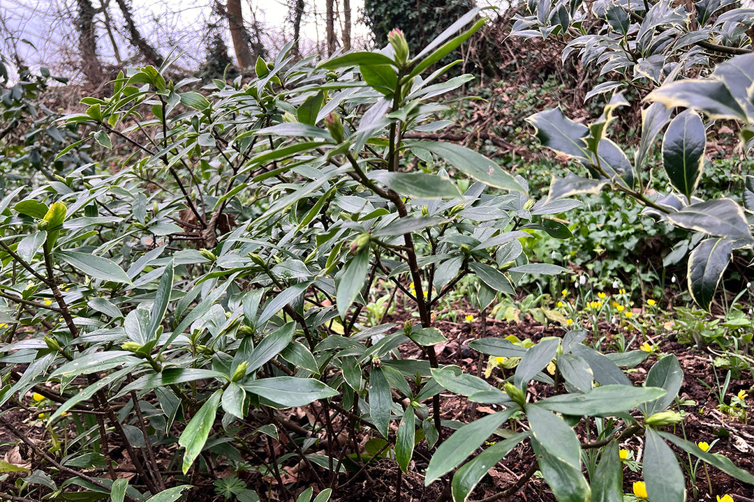 Shrub of the month - Daphne