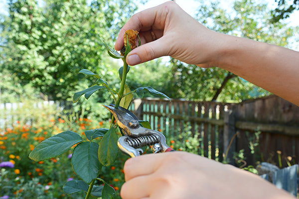 Gardening tip - deadheading roses