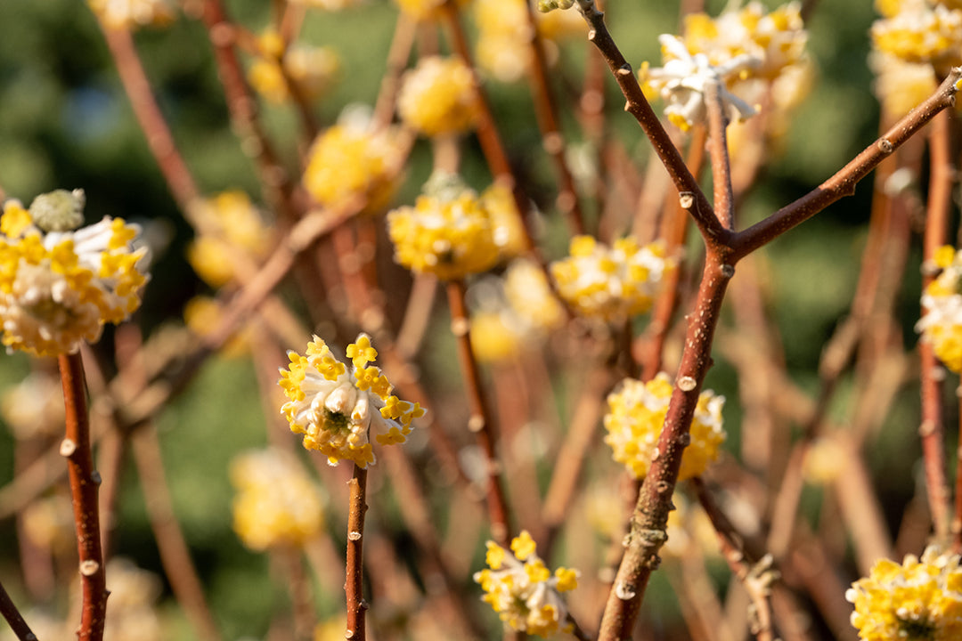 Shrub of the month - edgeworthia chrysantha