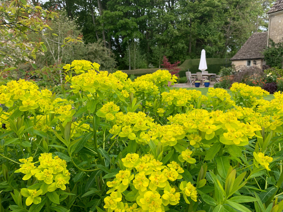 Euphorbia euphoria