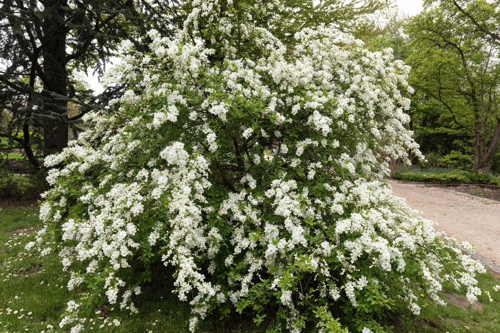 Shrub of the month - Exochorda