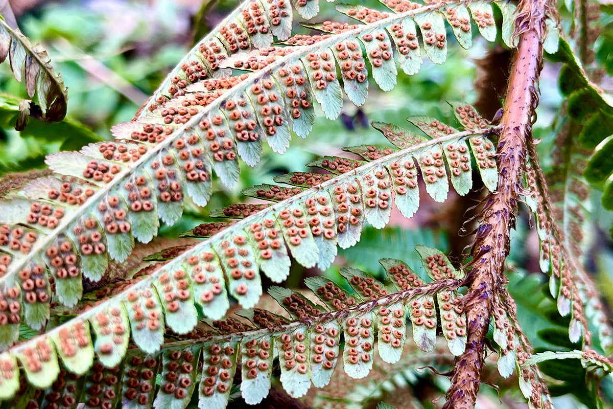 Ferns - back to the classroom