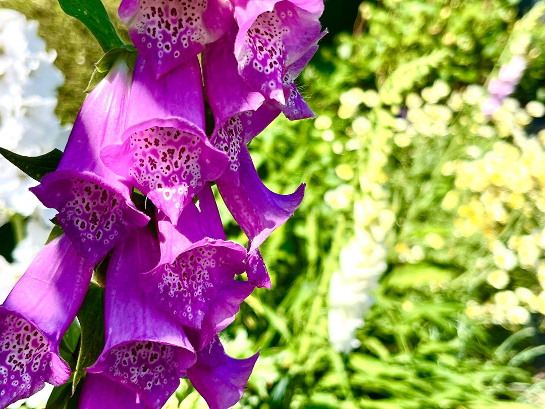 Foxgloves