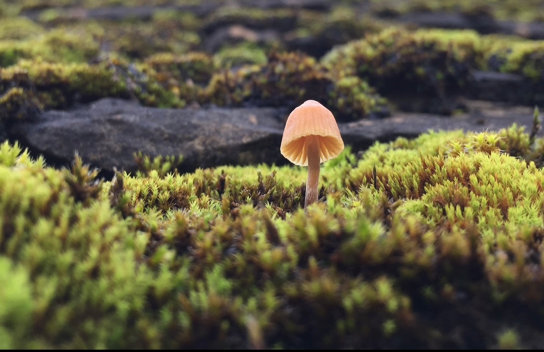 Garden fungi