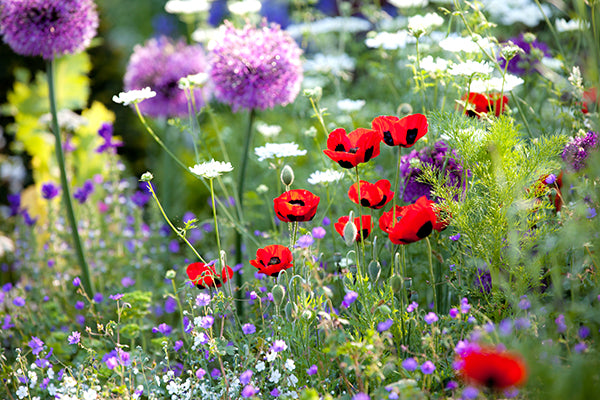 Gardeners Grow Wild flowers!