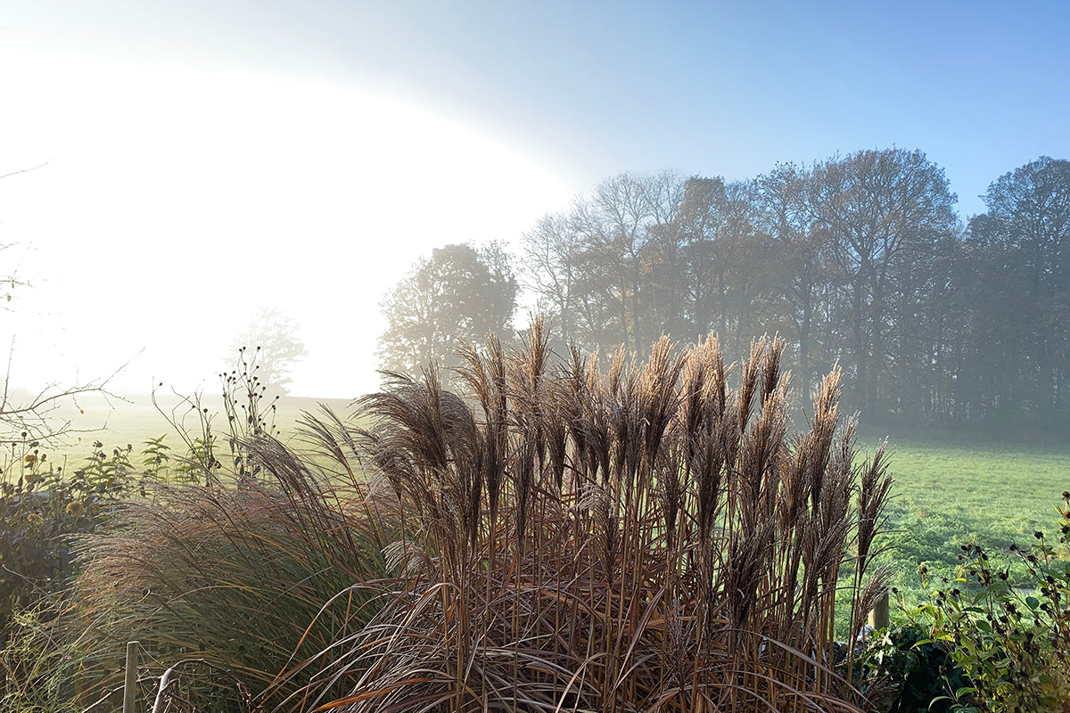 Garden grasses