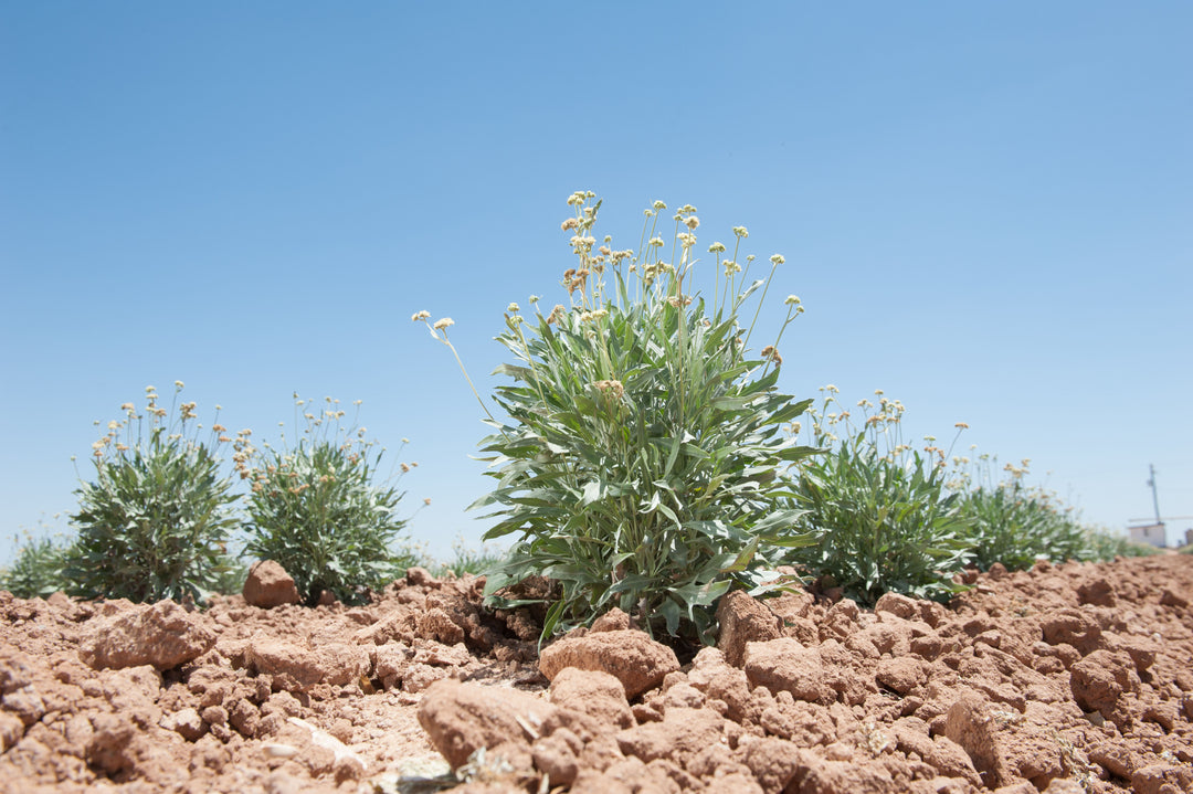 The plants around us - Guayule rubber