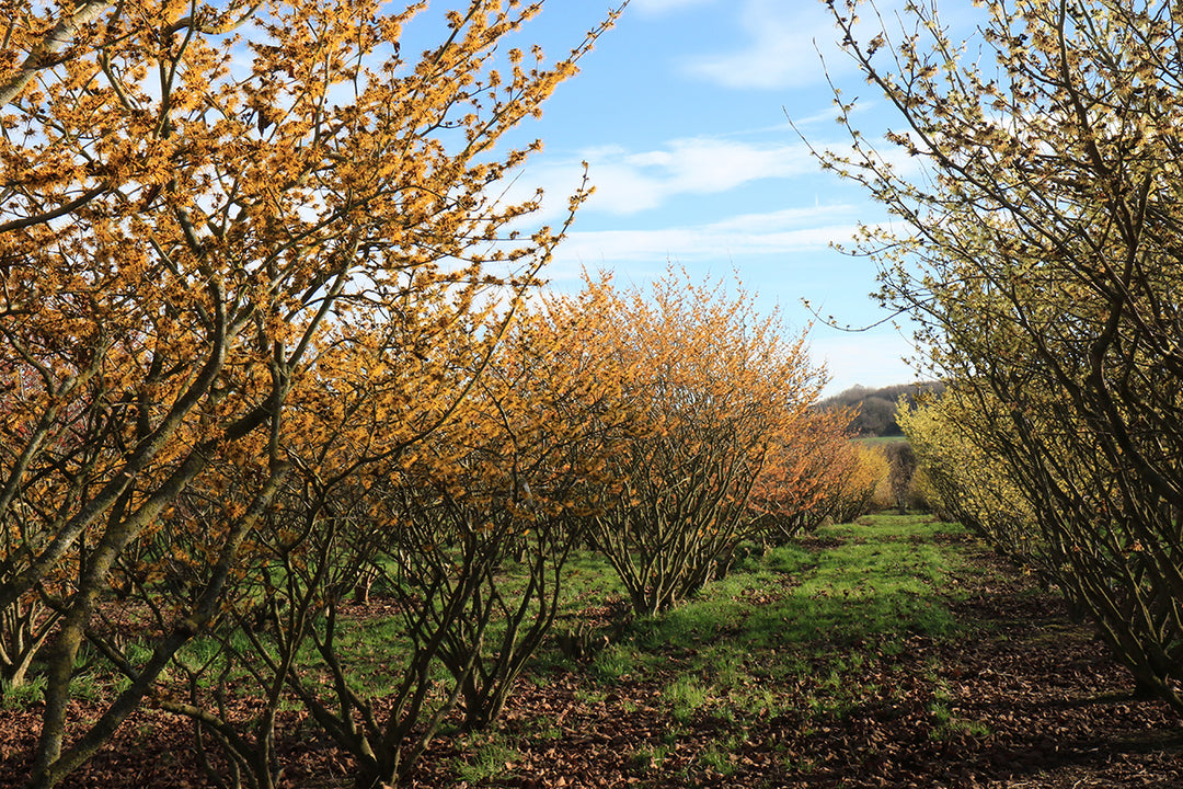 Bewitched by Hamamelis