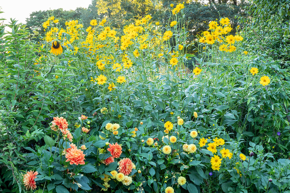 Plant profile - Helianthus 'Lemon Queen'