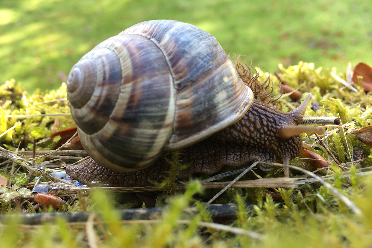 Wildlife in the garden - helix lucorum