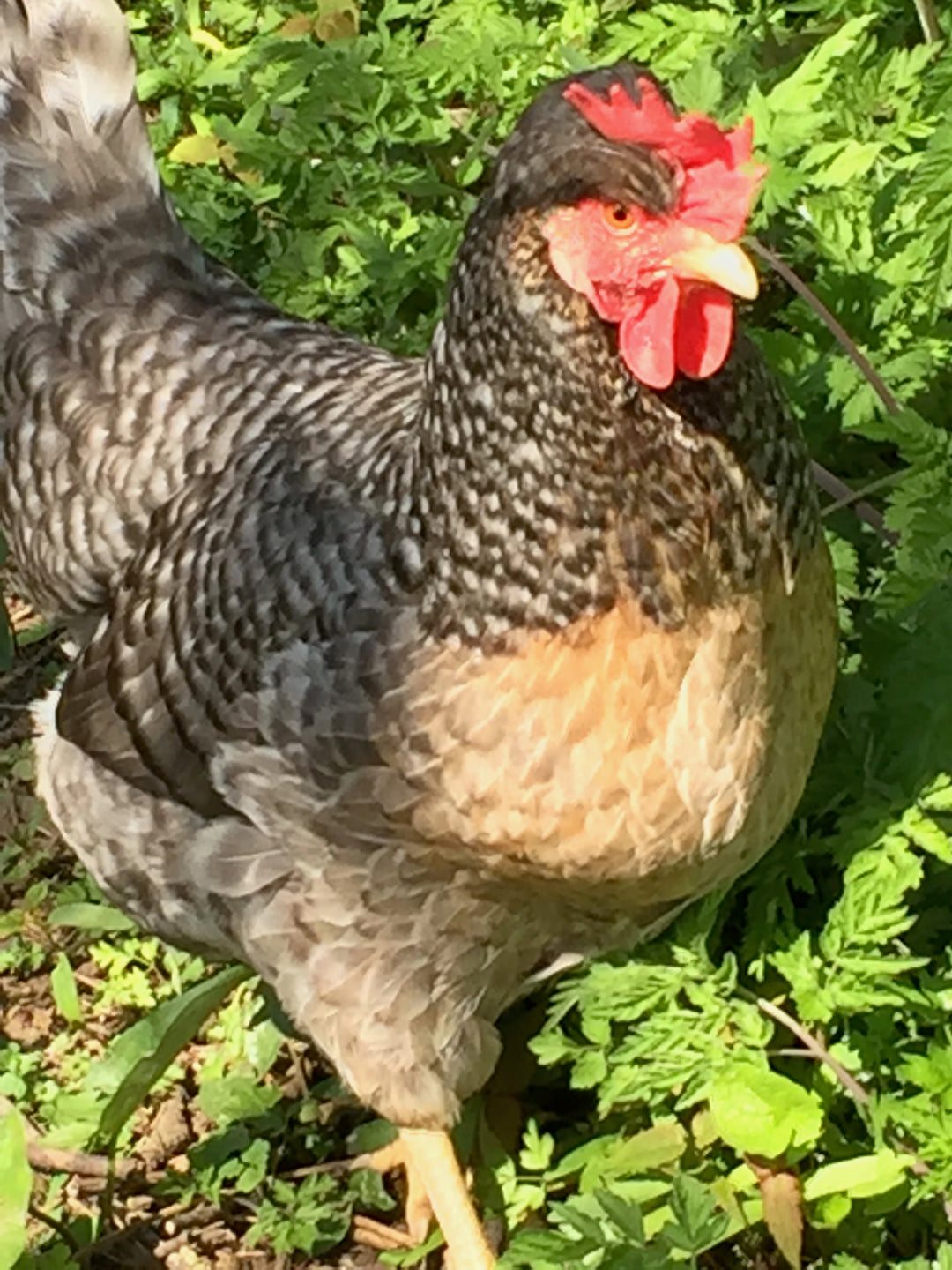 Garden chickens for gardeners' wellbeing