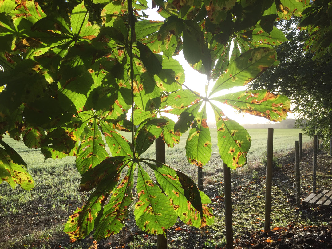 Horse Chestnut