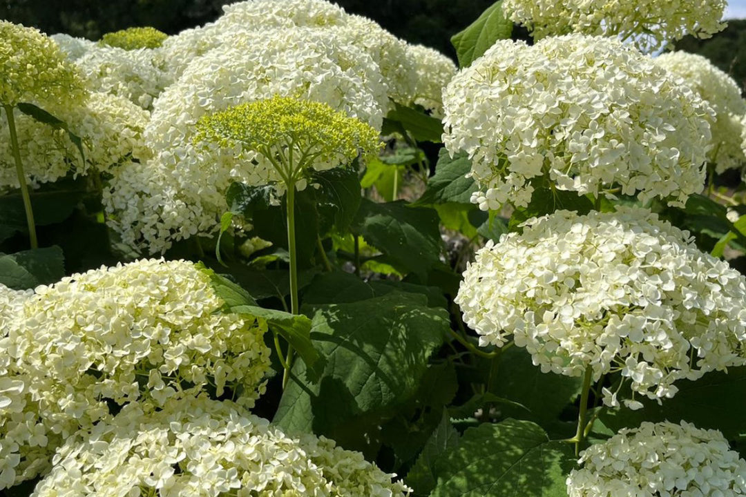 Plant of the month - hydrangeas